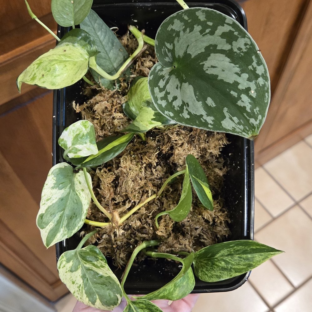 Surprise Cutting Box